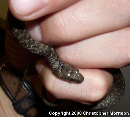 Sierra Gartersnake (Thamnophis couchii)