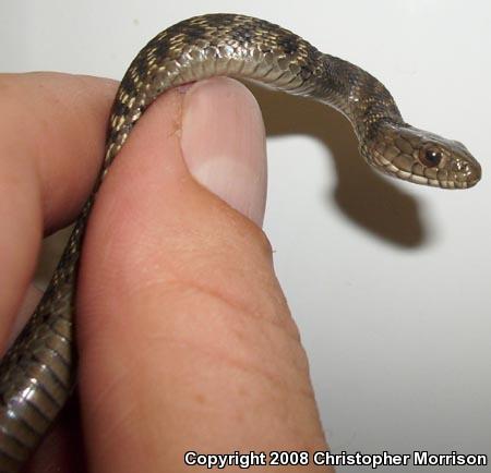 Sierra Gartersnake (Thamnophis couchii)