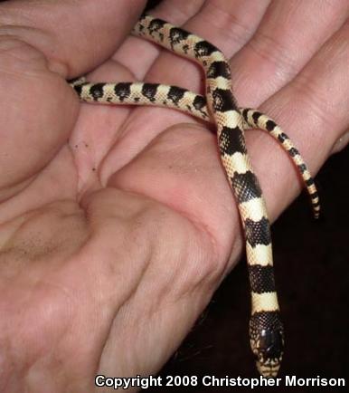 Western Long-nosed Snake (Rhinocheilus lecontei)