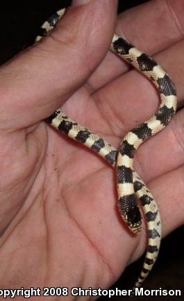 Western Long-nosed Snake (Rhinocheilus lecontei)