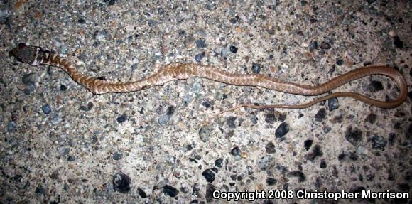 Red Racer (Coluber flagellum piceus)