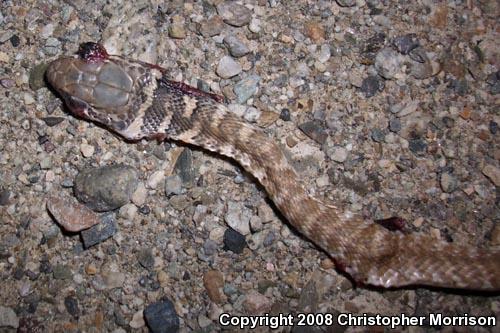 Red Racer (Coluber flagellum piceus)