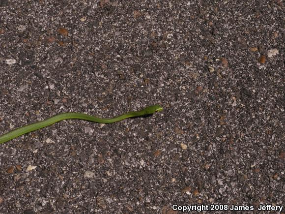 Northern Rough Greensnake (Opheodrys aestivus aestivus)