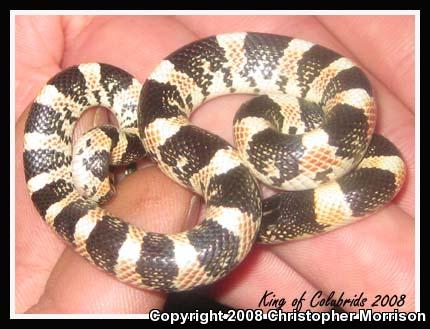 Western Long-nosed Snake (Rhinocheilus lecontei)