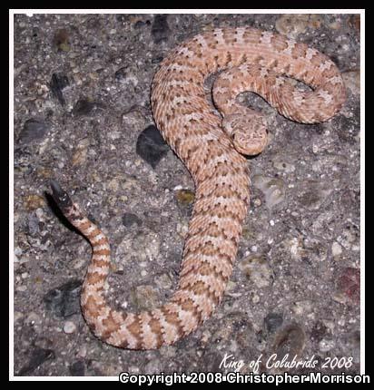 Panamint Rattlesnake (Crotalus stephensi)