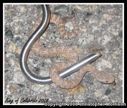 Panamint Rattlesnake (Crotalus stephensi)