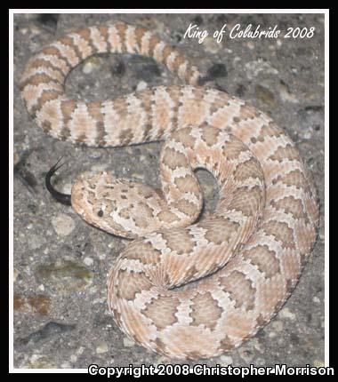 Panamint Rattlesnake (Crotalus stephensi)