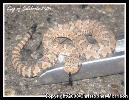 Panamint Rattlesnake (Crotalus stephensi)