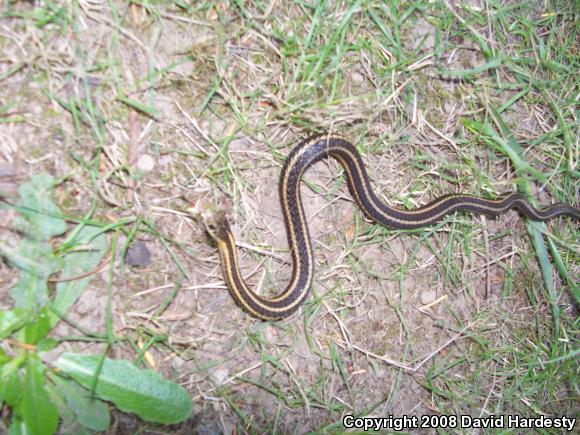 Northwestern Gartersnake (Thamnophis ordinoides)