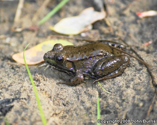 Northern Green Frog (Lithobates clamitans melanota)