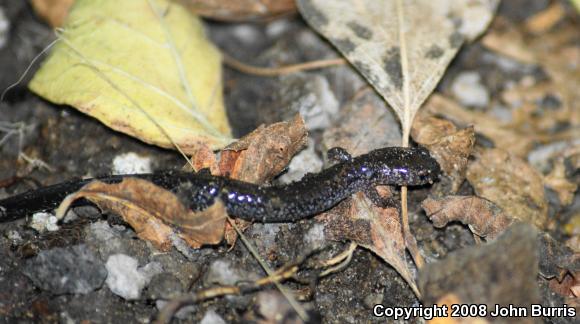 Eastern Red-backed Salamander (Plethodon cinereus)