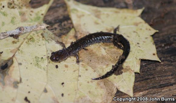 Eastern Red-backed Salamander (Plethodon cinereus)