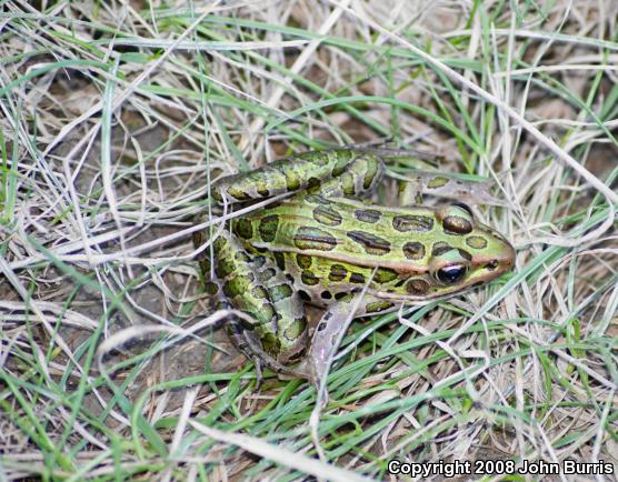 Northern Leopard Frog (Lithobates pipiens)