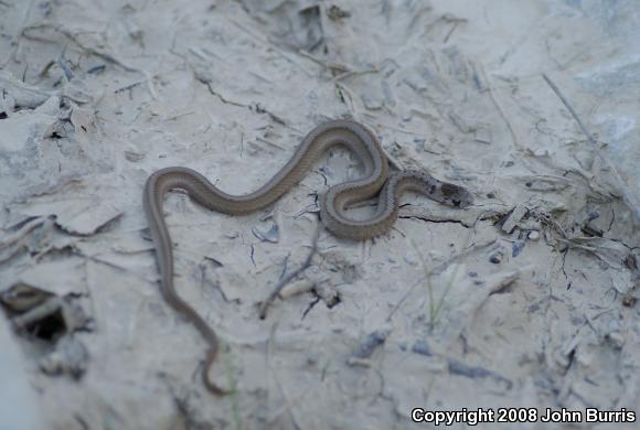 Midland Brownsnake (Storeria dekayi wrightorum)