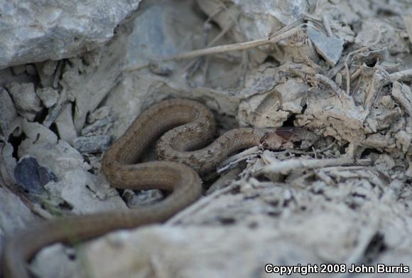 Midland Brownsnake (Storeria dekayi wrightorum)