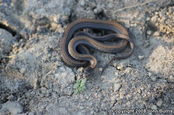 Northern Red-bellied Snake (Storeria occipitomaculata occipitomaculata)