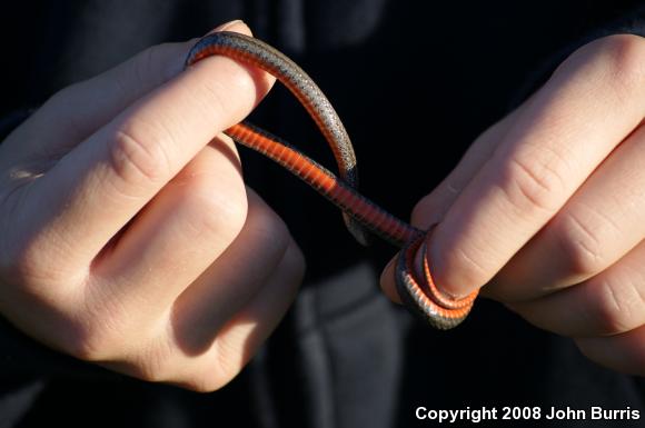 Northern Red-bellied Snake (Storeria occipitomaculata occipitomaculata)