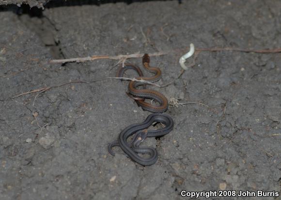 Northern Red-bellied Snake (Storeria occipitomaculata occipitomaculata)