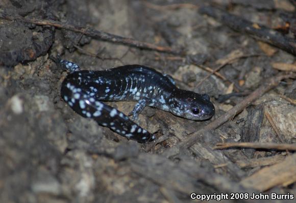 Blue-spotted Salamander (Ambystoma laterale)