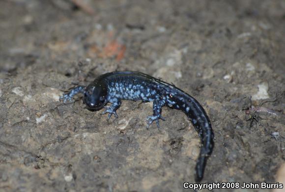 Blue-spotted Salamander (Ambystoma laterale)