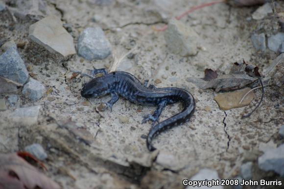 Blue-spotted Salamander (Ambystoma laterale)