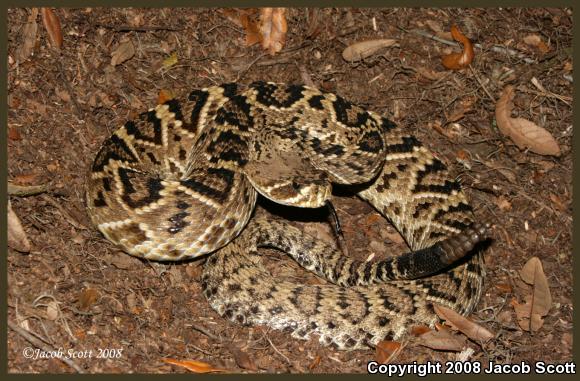 Eastern Diamond-backed Rattlesnake (Crotalus adamanteus)