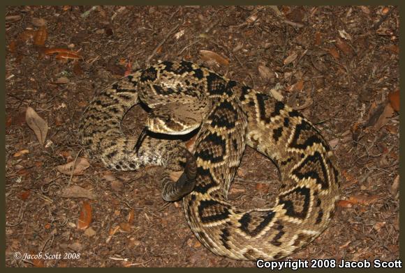 Eastern Diamond-backed Rattlesnake (Crotalus adamanteus)