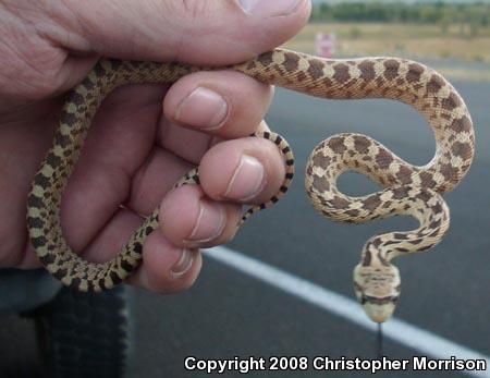 Great Basin Gopher Snake (Pituophis catenifer deserticola)