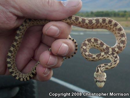 Great Basin Gopher Snake (Pituophis catenifer deserticola)