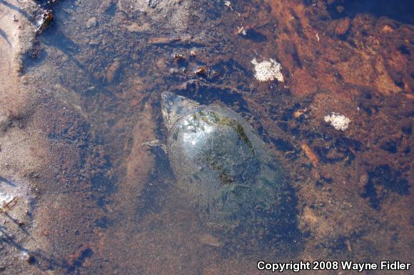 Eastern Musk Turtle (Sternotherus odoratus)