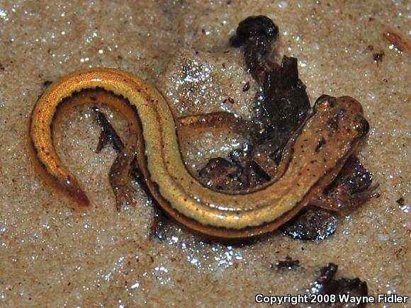 Chamberlain's Dwarf Salamander (Eurycea chamberlaini)