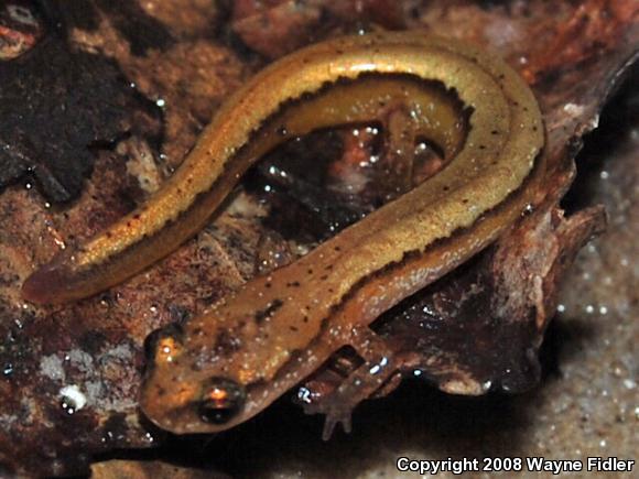 Chamberlain's Dwarf Salamander (Eurycea chamberlaini)