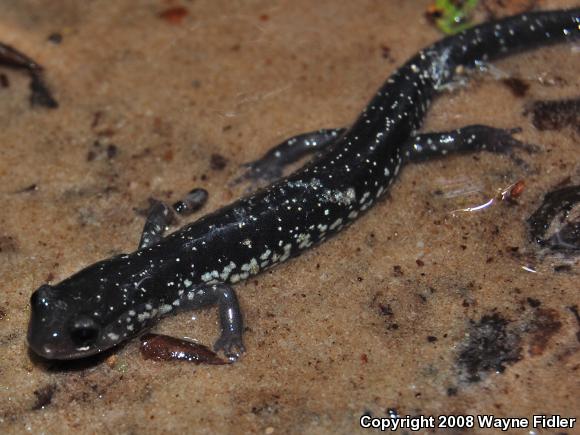 Atlantic Coast Slimy Salamander (Plethodon chlorobryonis)