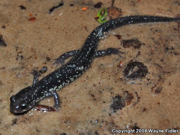 Atlantic Coast Slimy Salamander (Plethodon chlorobryonis)