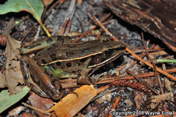 Southern Leopard Frog (Lithobates sphenocephalus utricularius)