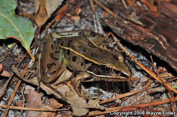 Southern Leopard Frog (Lithobates sphenocephalus utricularius)