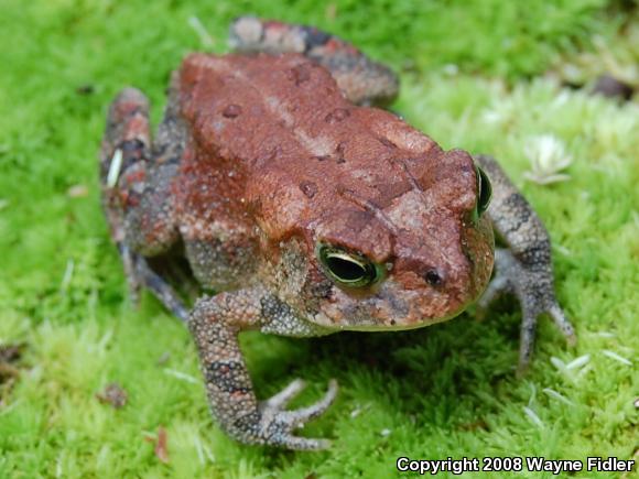 Southern Toad (Anaxyrus terrestris)