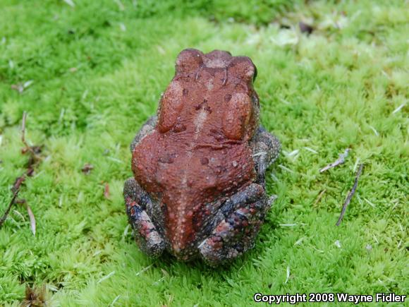 Southern Toad (Anaxyrus terrestris)