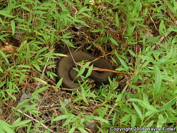 Eastern Cottonmouth (Agkistrodon piscivorus piscivorus)