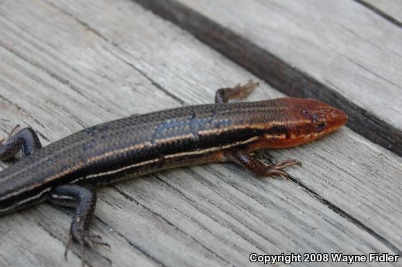 Southeastern Five-lined Skink (Plestiodon inexpectatus)