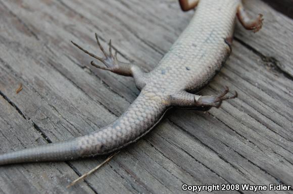 Southeastern Five-lined Skink (Plestiodon inexpectatus)