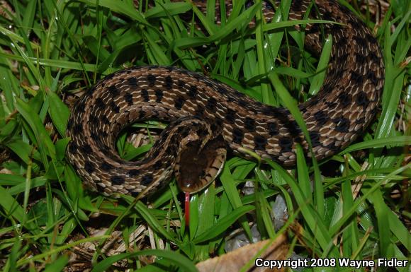 Eastern Gartersnake (Thamnophis sirtalis sirtalis)