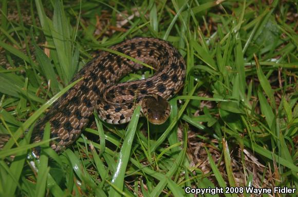 Eastern Gartersnake (Thamnophis sirtalis sirtalis)