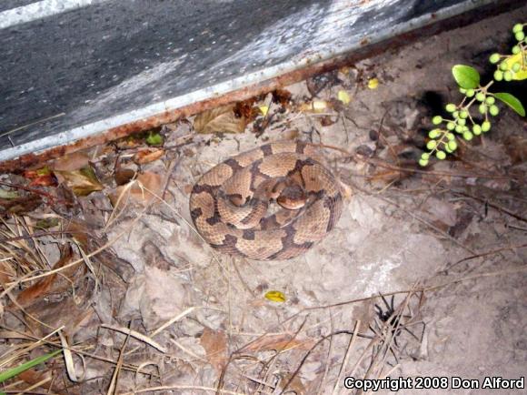 Copperhead (Agkistrodon contortrix)