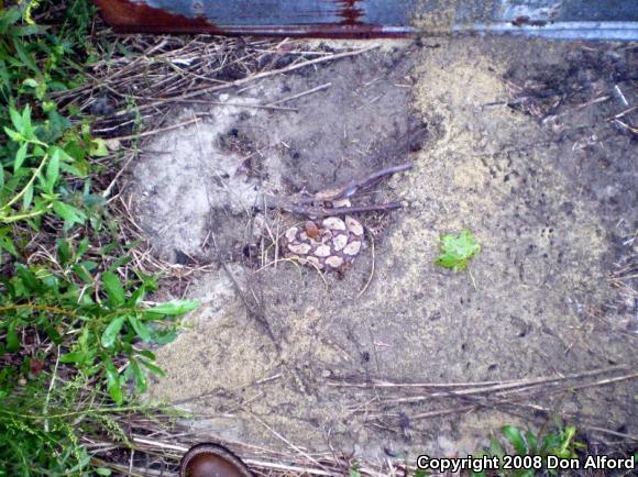 Copperhead (Agkistrodon contortrix)