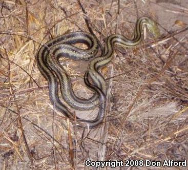 Yellow Ratsnake (Pantherophis obsoletus quadrivittatus)