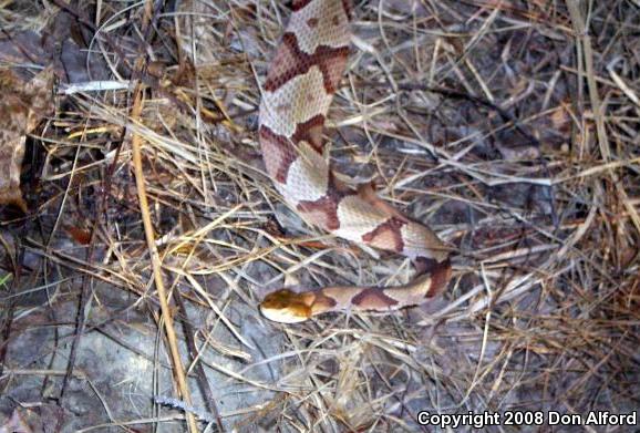 Copperhead (Agkistrodon contortrix)