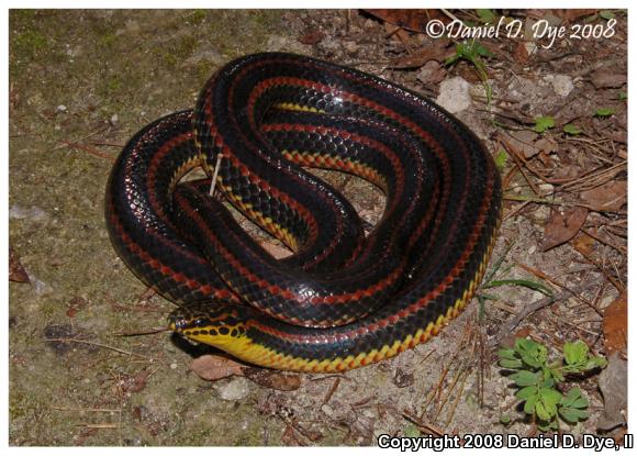 Common Rainbow Snake (Farancia erytrogramma erytrogramma)