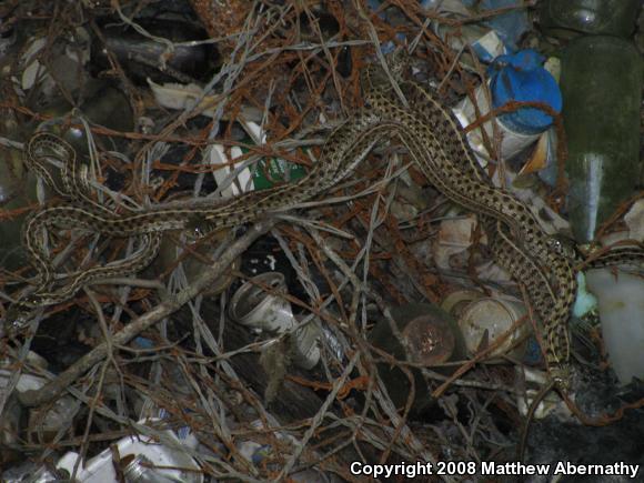 Checkered Gartersnake (Thamnophis marcianus marcianus)