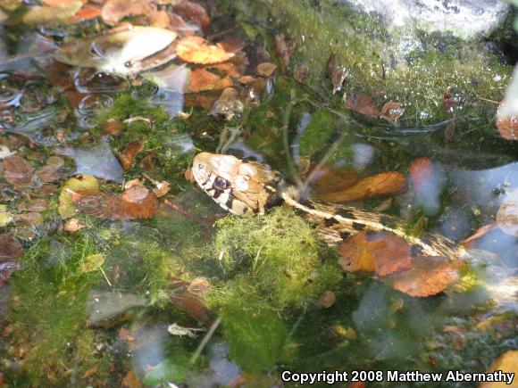 Checkered Gartersnake (Thamnophis marcianus marcianus)